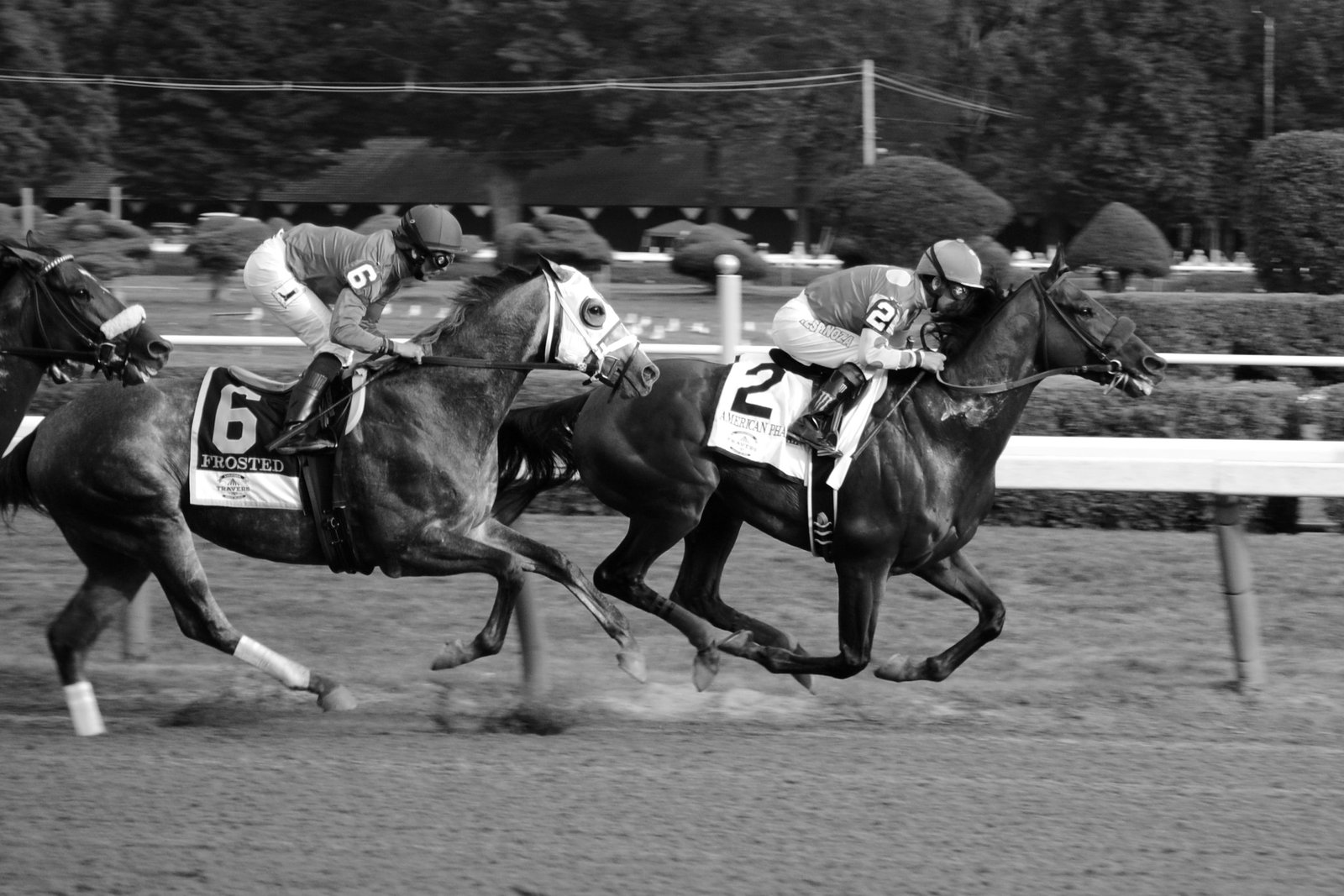American Pharoah in the Travers Stakes, 2015